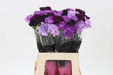 Di St Mix Florigene – čerstvý rezaný kvet, dĺžka: 65 cm, pôvod: CO