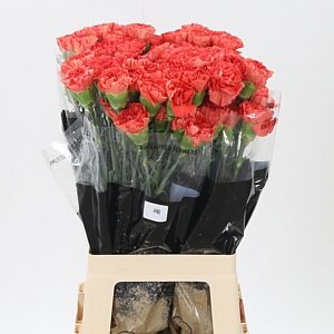 Di St Arno – čerstvý rezaný kvet, dĺžka: 70 cm, pôvod: CO