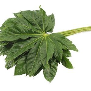Dec Aralia Super – čerstvý rezaný kvet, dĺžka: 70 cm, pôvod: CR
