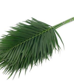 Palma Kentia rezaná 60 cm
