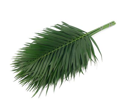 Palma Kentia rezaná 60 cm