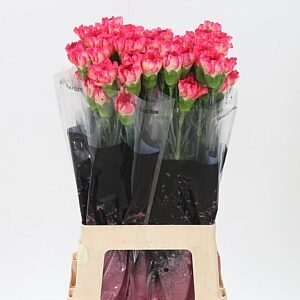Karafiát Di St Spritz Sport 70 cm