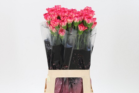 Karafiát Di St Spritz Sport 70 cm
