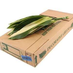 Aspidistra Variegated 60 cm
