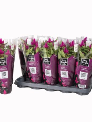 Pl Celosia Deep Purple