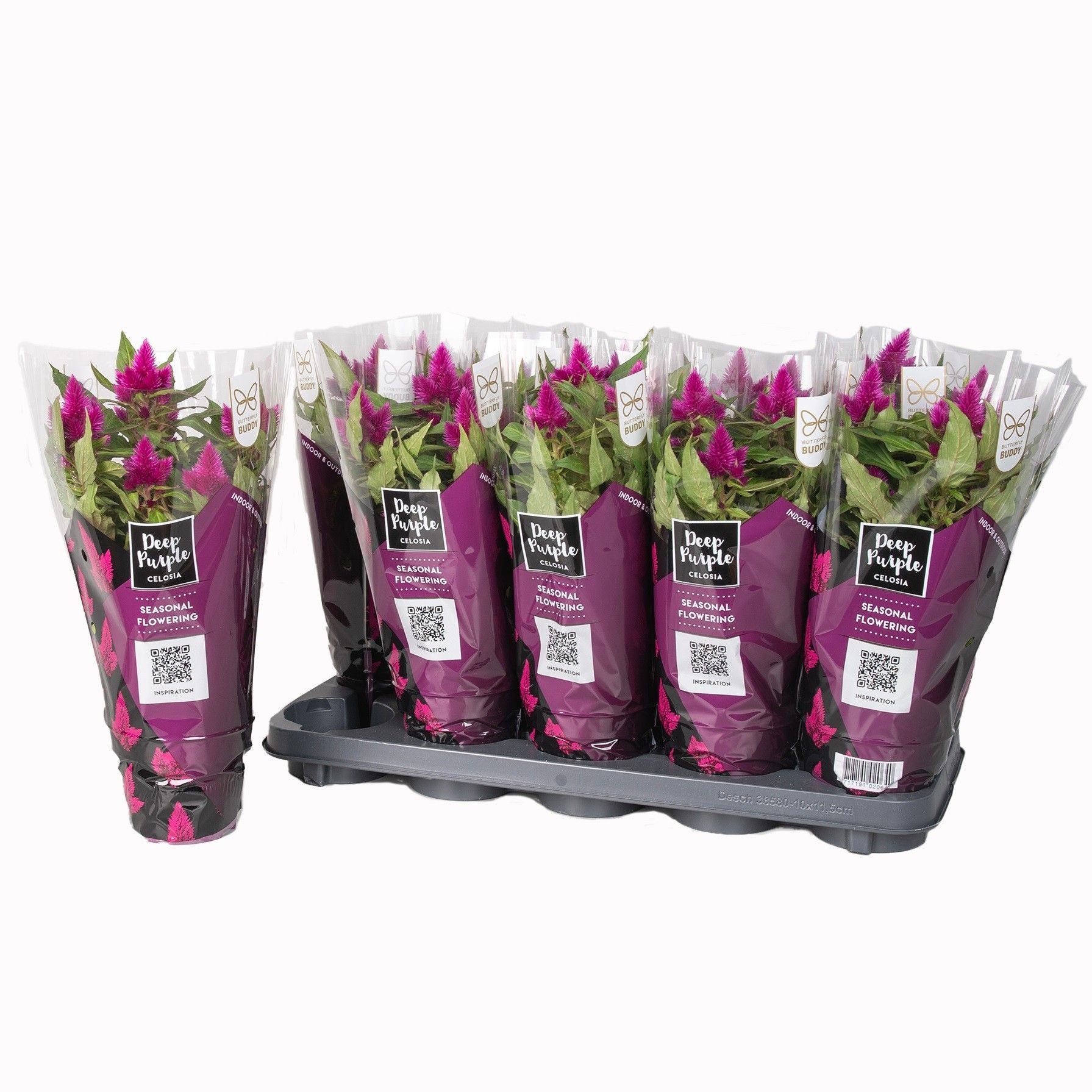 Pl Celosia Deep Purple