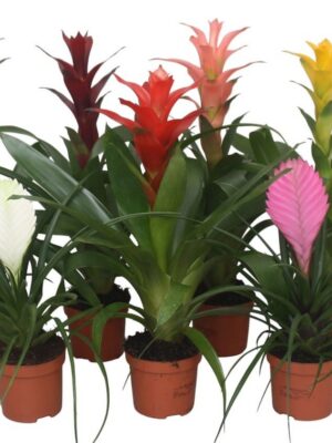 Pl Bromelia Mix