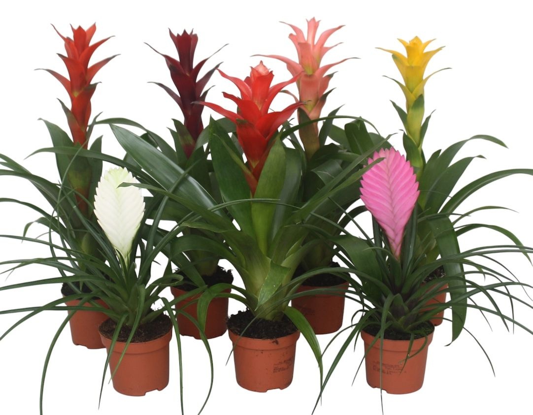 Pl Bromelia Mix
