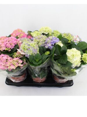 Pl Hydrangea Mix 3+