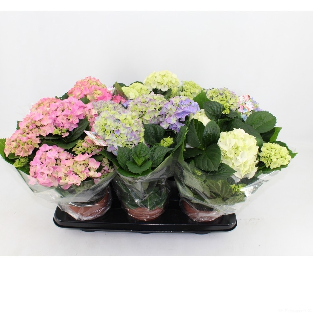 Pl Hydrangea Mix 3+