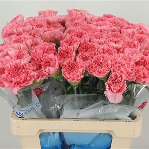 Di St Kleos Rose – čerstvý rezaný kvet, dĺžka: 60 cm, pôvod: BE
