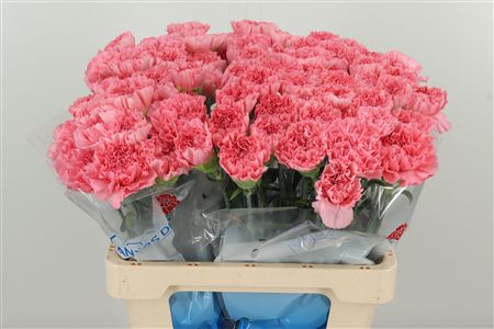 Di St Kleos Rose – čerstvý rezaný kvet, dĺžka: 60 cm, pôvod: BE