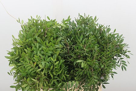 Dec Pistacia – čerstvý rezaný kvet, dĺžka: 40 cm, pôvod: ES