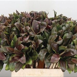 Dec Cordyline Compacta Green – čerstvý rezaný kvet, dĺžka: 50 cm, pôvod: CI