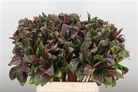 Dec Cordyline Compacta Green – čerstvý rezaný kvet, dĺžka: 50 cm, pôvod: CI