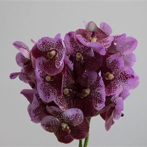 Orchidea Vanda Divana Pink And Mahogany – čerstvý rezaný kvet, pôvod: NL