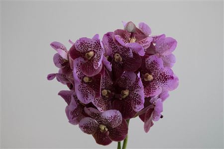 Orchidea Vanda Divana Pink And Mahogany – čerstvý rezaný kvet, pôvod: NL