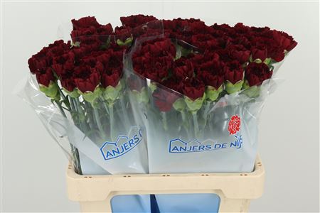 Di St Zurigo – čerstvý rezaný kvet, dĺžka: 60 cm, pôvod: BE