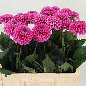 Dahlia Pp Cerise Happy Hour – čerstvý rezaný kvet, dĺžka: 60 cm, pôvod: NL