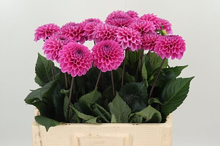 Dahlia Pp Cerise Happy Hour – čerstvý rezaný kvet, dĺžka: 60 cm, pôvod: NL
