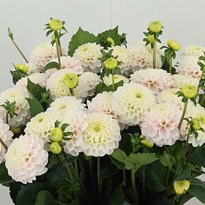 Dahlia Light Wizard – čerstvý rezaný kvet, dĺžka: 60 cm, pôvod: NL