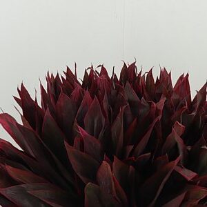 Dekoratívna tráva Cordyline Compacta Red s červenými listami