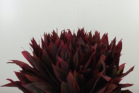 Dekoratívna tráva Cordyline Compacta Red s červenými listami