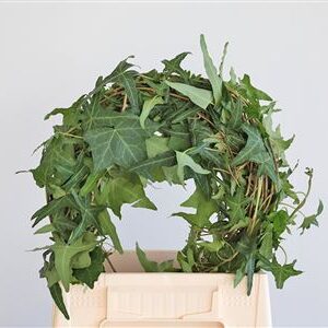 Dec Hedera Ranken Green – čerstvý rezaný kvet, dĺžka: 80 cm, pôvod: IT