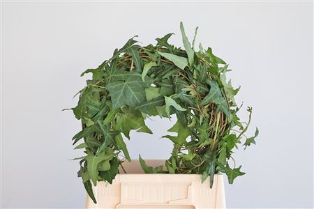 Zelené listy bršlenu popínavého Hedera Green