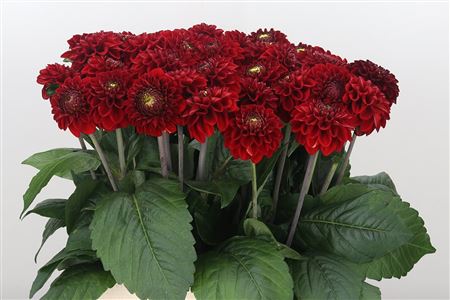 Dahlia Pp Red Fox – čerstvá červená georgína, dĺžka 50 cm