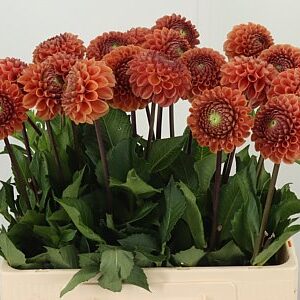 Dahlia Pp Bronze Cornel – čerstvý rezaný kvet, dĺžka: 65 cm, pôvod: NL