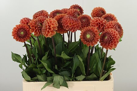 Dahlia Pp Bronze Cornel – čerstvý rezaný kvet s bronzovou farbou, dĺžka 50 cm