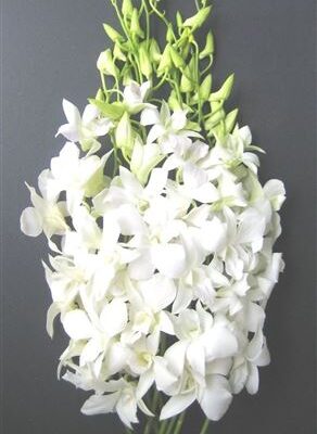 Biela rezaná orchidea Dendrobium White