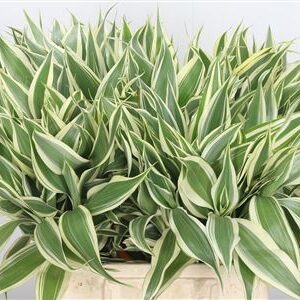 Dracaena Sanderiana Variegated 50 cm