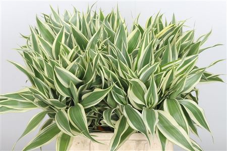Dracaena Sanderiana Variegated 50 cm