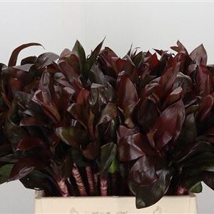 Dekoratívna tráva Cordyline Compacta Red s červenými listami