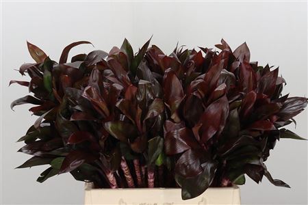 Dekoratívna tráva Cordyline Compacta Red s červenými listami