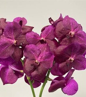 Vanda Fuchsia Magic rezaná orchidea