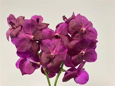Vanda Fuchsia Magic rezaná orchidea