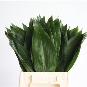 Aspidistra Elatior 60 cm