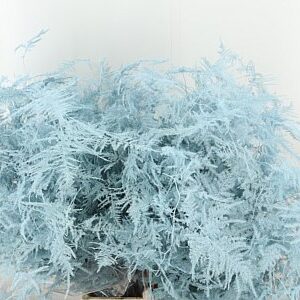 Asparagus Small Baby Blue farbený 45 cm