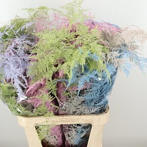 Asparagus Dyed Large White 85 cm
