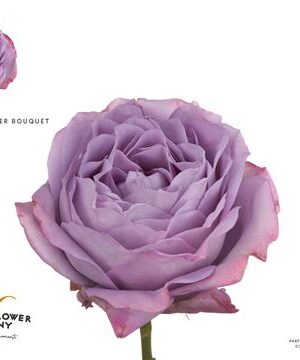 Ruža Gr Lavender Bouquet - čerstvý rezaný kvet, dĺžka 50 cm, levanduľová farba