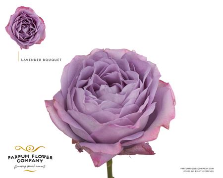 Ruža Gr Lavender Bouquet - čerstvý rezaný kvet, dĺžka 50 cm, levanduľová farba
