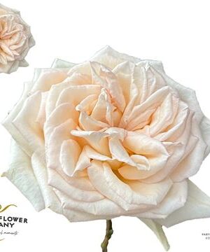 R Gr Princess Maya – čerstvý rezaný kvet, dĺžka: 50 cm, pôvod: KE