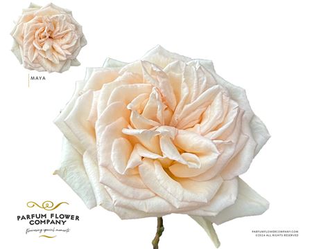 R Gr Princess Maya – čerstvý rezaný kvet, dĺžka: 50 cm, pôvod: KE