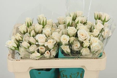 R Tr White Majolika – čerstvý rezaný kvet, dĺžka: 50 cm, pôvod: KE