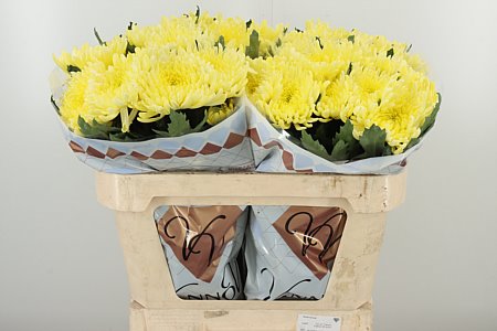 Chr G Topspin Yellow – čerstvý rezaný kvet, dĺžka: 70 cm, pôvod: NL