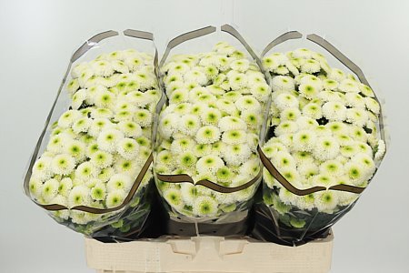 Chryzantéma San Maverick XL 55 cm