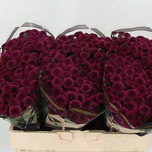 Chr San Purpetta – čerstvý rezaný kvet, dĺžka: 55 cm, pôvod: NL
